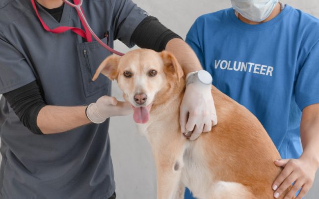 How To Buy Veterinary Clinic